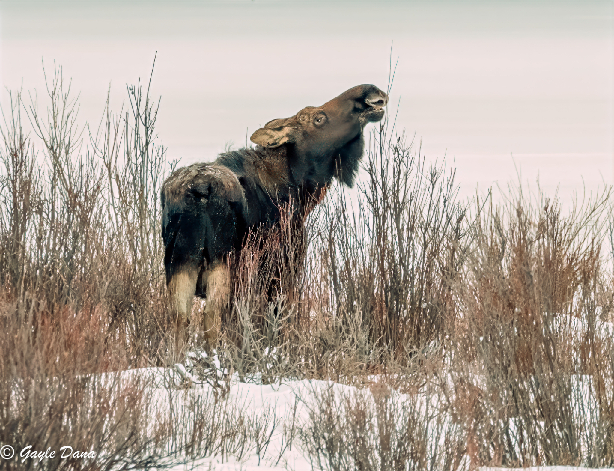 Moose female eating